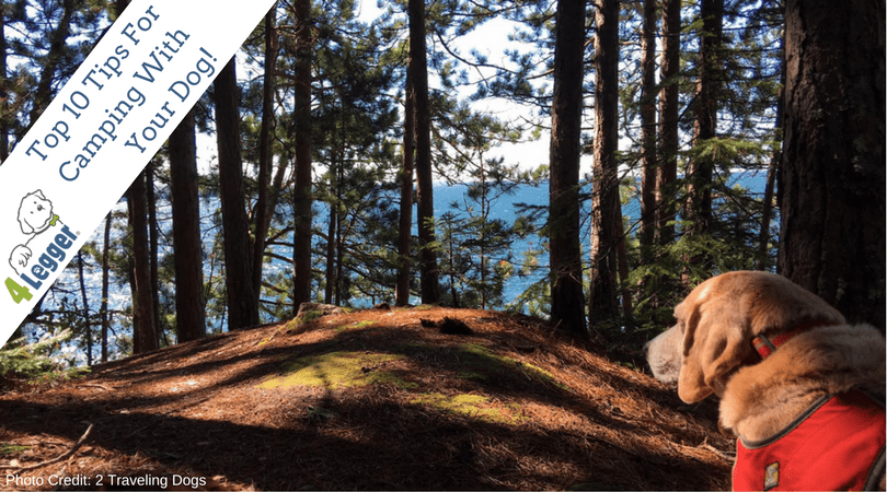 Our Top 10 Tips For Camping With Your Dog
