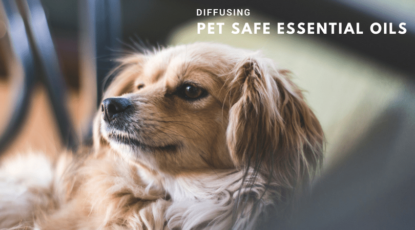 Your House Can Smell Fantastic by Diffusing Pet Safe Essential