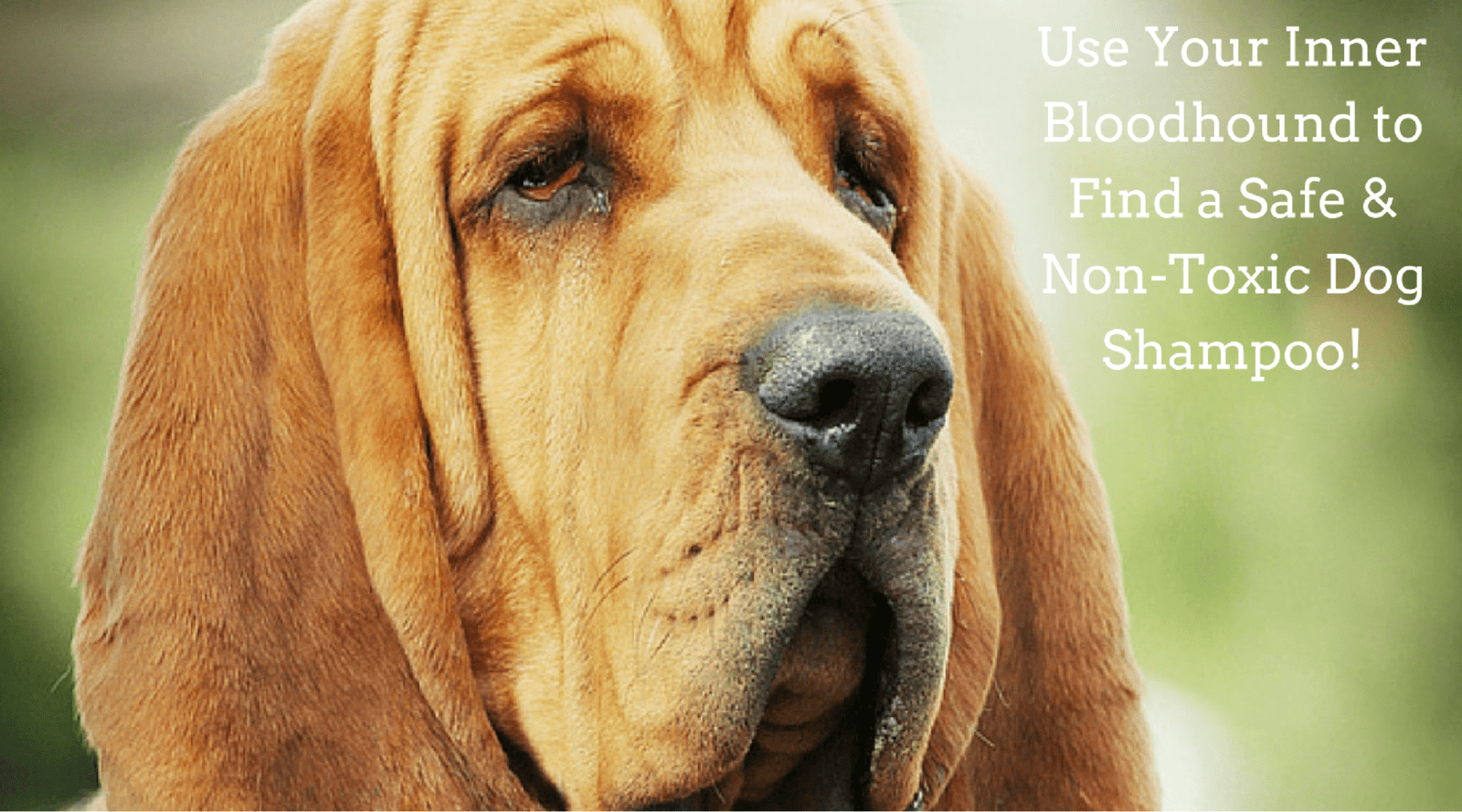 Finding a Safe Dog Shampoo | Non-Toxic Dog Shampoo | Sulfate Free Dog Shampoo 4-Legger