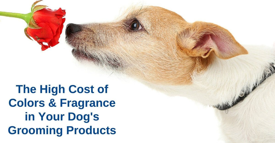Lesson 5: Beware of the Dangers from Colors & Fragrances in Your Dog's Shampoo