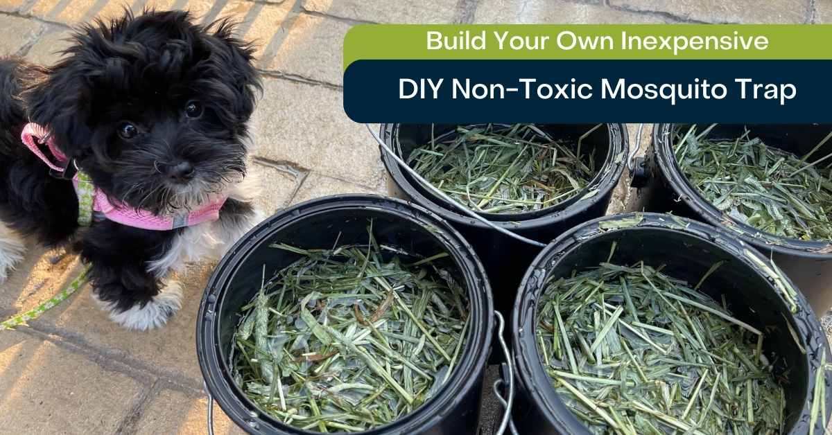 DIY Non-Toxic Mosquito Trap That is Safer than Mosquito Yard