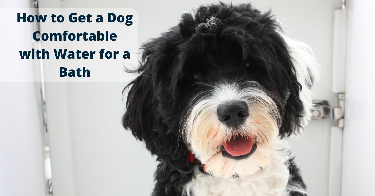 how to train your dog to not hate water