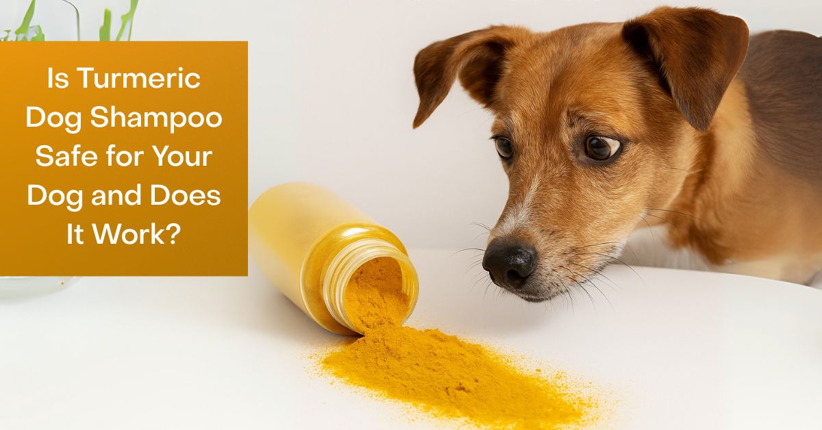 Does Tumeric Dog Shampoo Work?