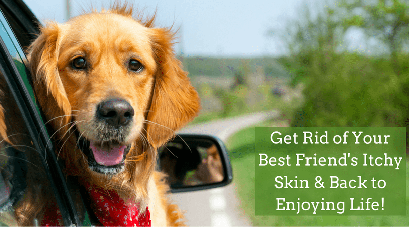 Dog Itchy Skin Shampoo | Dog Shampoo for Itchy Skin