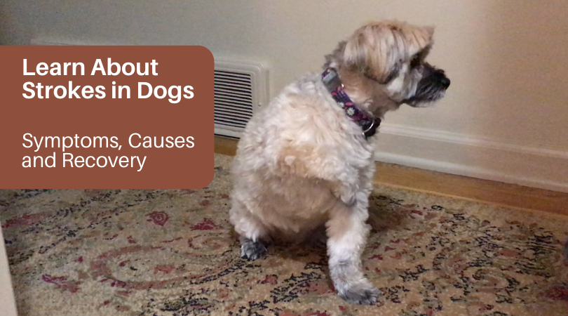 Learn About Dog Stroke Symptoms, Types of Canine Strokes and  Causes, and How to Help Your Dog Recover