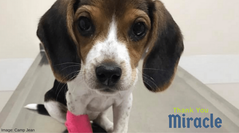 Miracle the Beagle - A Story of Hope and Happiness