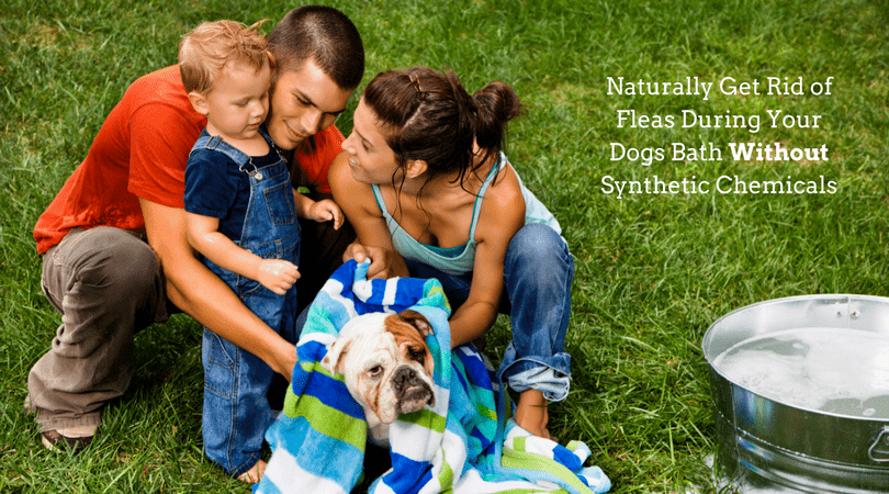 What can i bathe my dog sales in to get rid of fleas