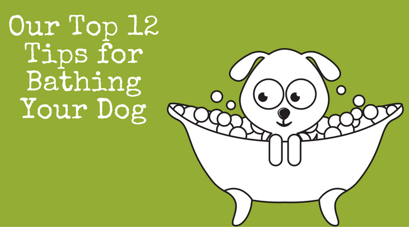 4-Legger Top 12 Tips for Bathing Your Dog