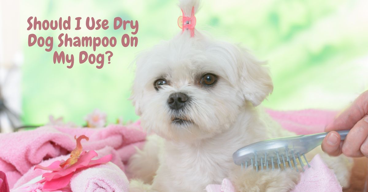 Is dry shampoo safe to use on my dog?