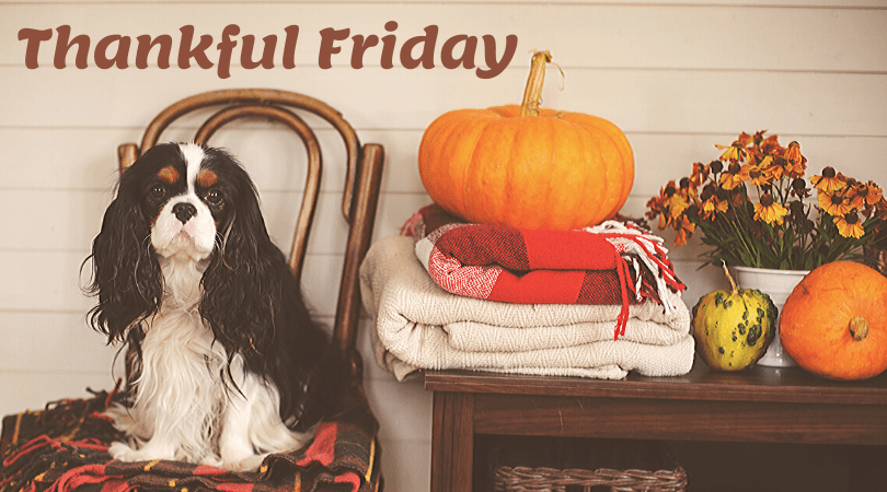 4-Legger Organic Dog Shampoo Giveback