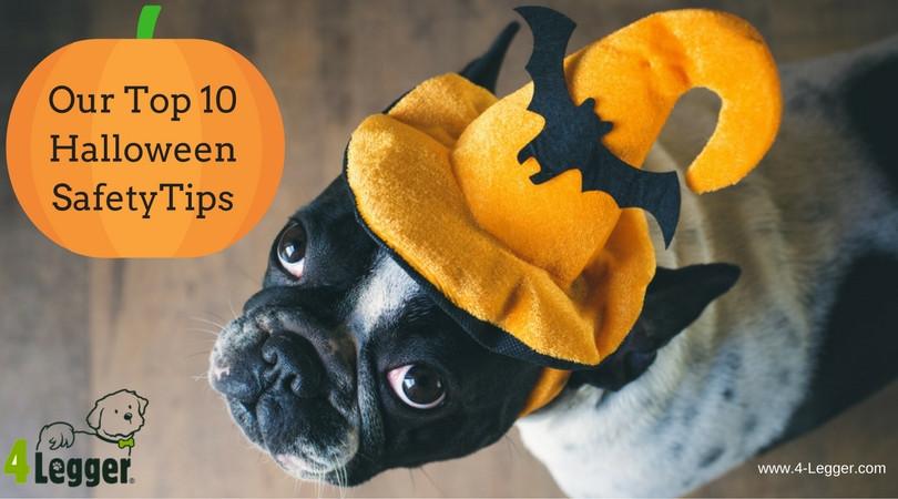 Organic Dog Shampoo | Safe and Happy Halloween