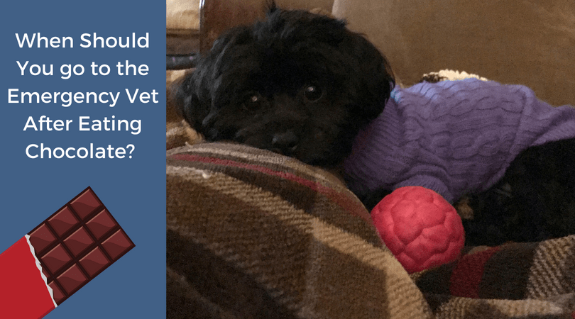 My puppy accidentally ate chocolate clearance
