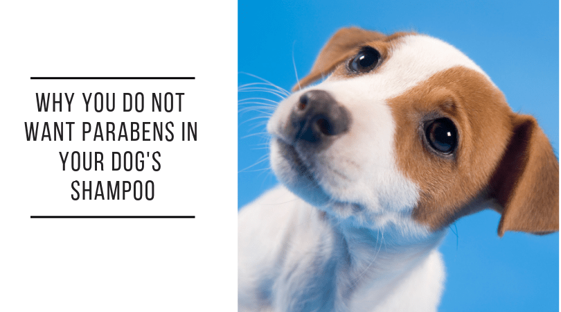 Why You Must Avoid Parabens In Dog Shampoo