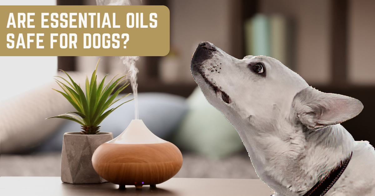Are Essential Oils Safe for Dogs?
