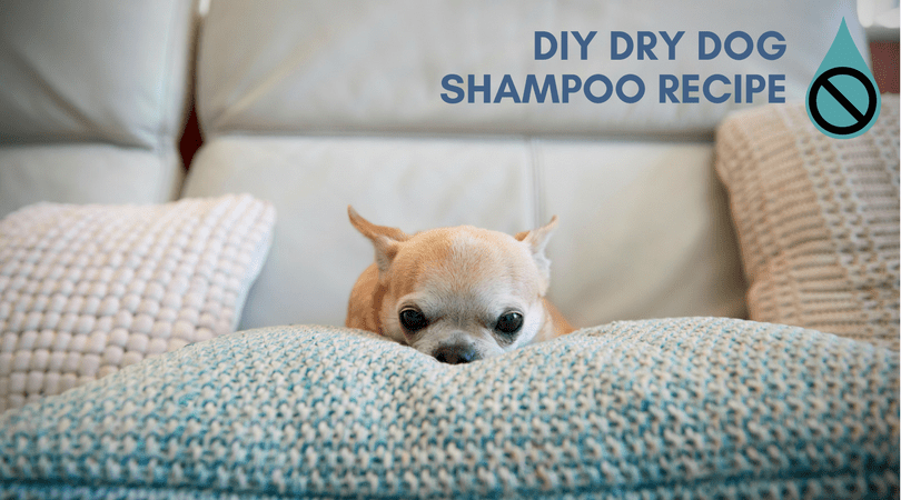 Diy waterless shampoo for dogs best sale