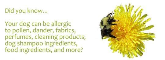 Itching, Biting, Chewing, Scratching - Part 3 - Allergies!