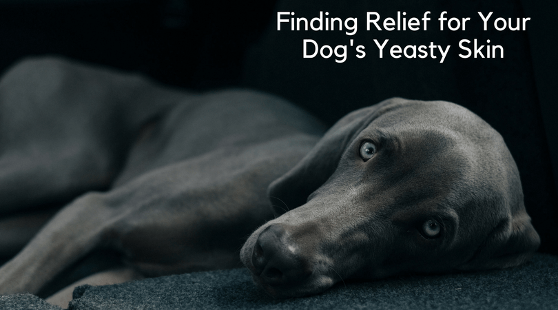 Diy dog shop yeast infection treatment