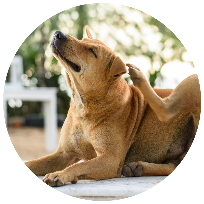 4 Legger Natural Dog Shampoo for Itchy Skin and Allergies