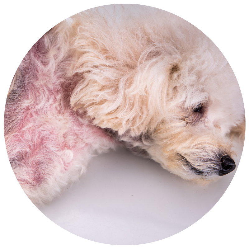 Medicated shampoo for dogs yeast infection online