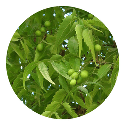 best neem oil dog shampoo for fleas