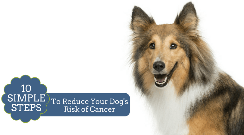 Lower Dog Cancer Risk | Organic Dog Shampoo | Natural Dog Shampoo