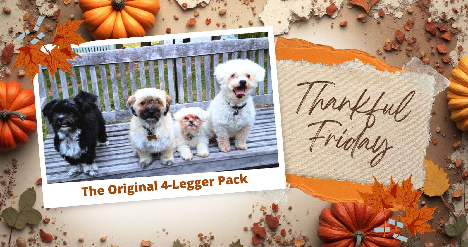 4 legger organic dog shampoo