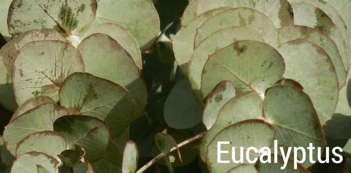 Eucalyptus in our cedar peppermint and eucalyptus antibacterial antifungal organic dog shampoo