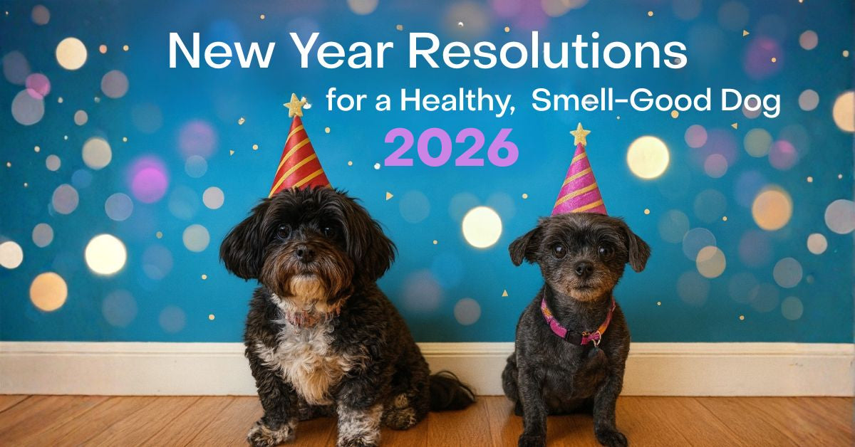 new year resolution to fix dog dry itchy skin