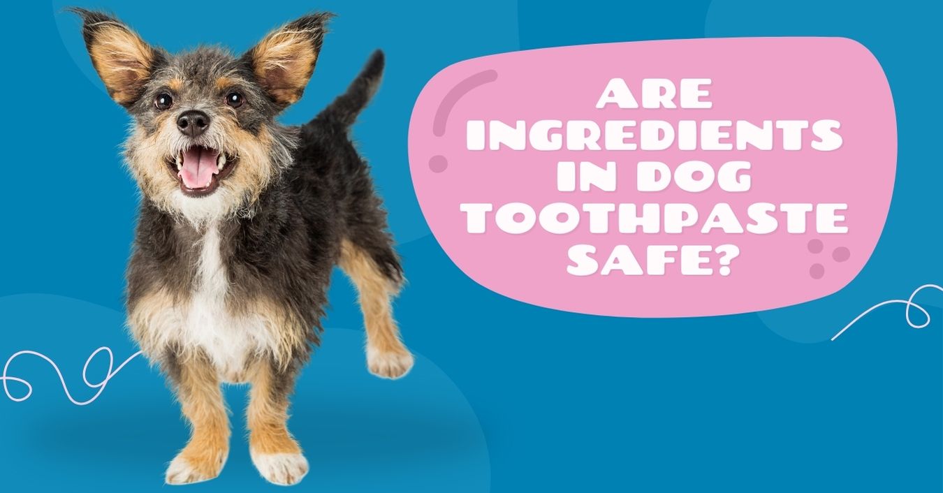 are ingredients in dog toothpaste safe