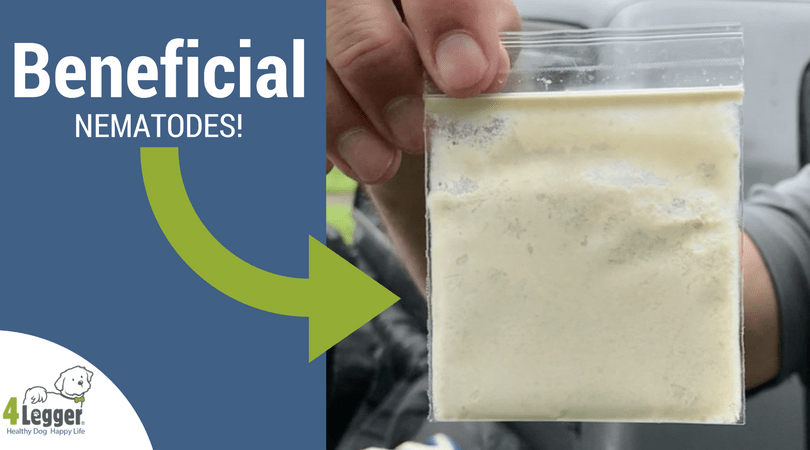 Beneficial Nematodes for a Safe and Non-Toxic Yard