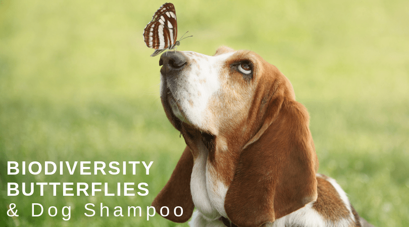 Non-GMO dog shampoo | all natural organic dog shampoo