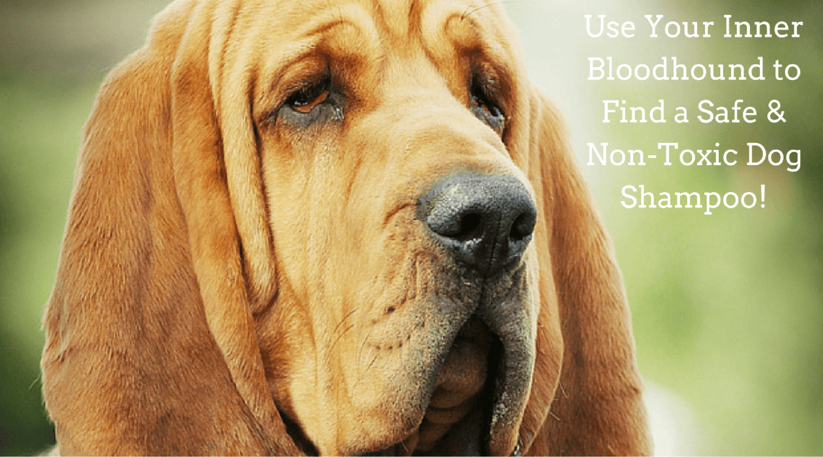 Lesson 6 of Buying a Safe Non Toxic Dog Shampoo Using Your Senses 4 Legger