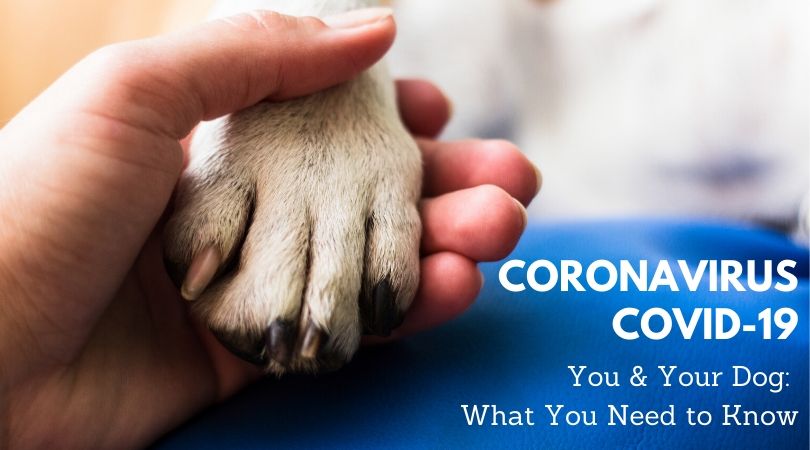 Coronavirus COVID-19: What You Need To Know For Your Health and The Health of Your Dog