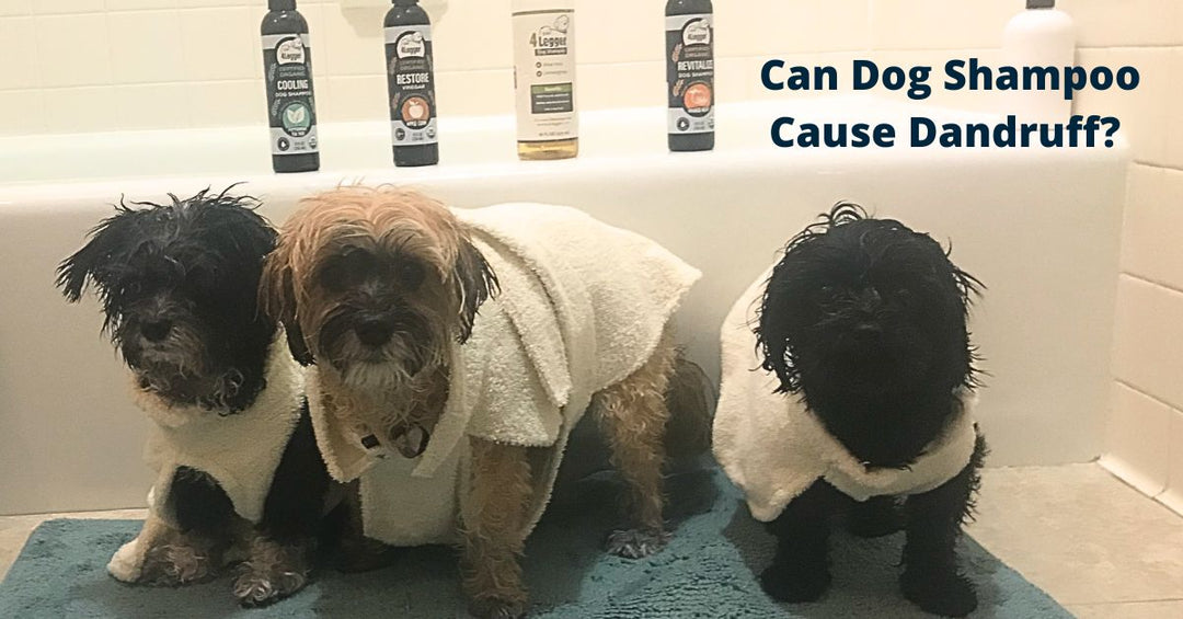 Can Dog Shampoo Cause Dandruff? 
