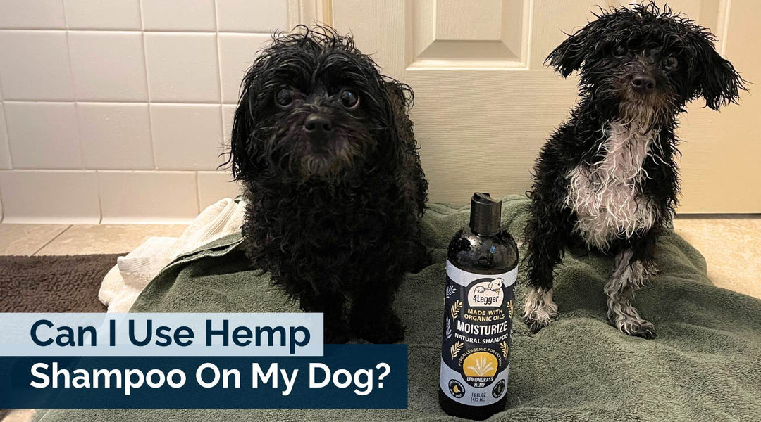 Ingredient guide to hemp dog shampoo on your dog