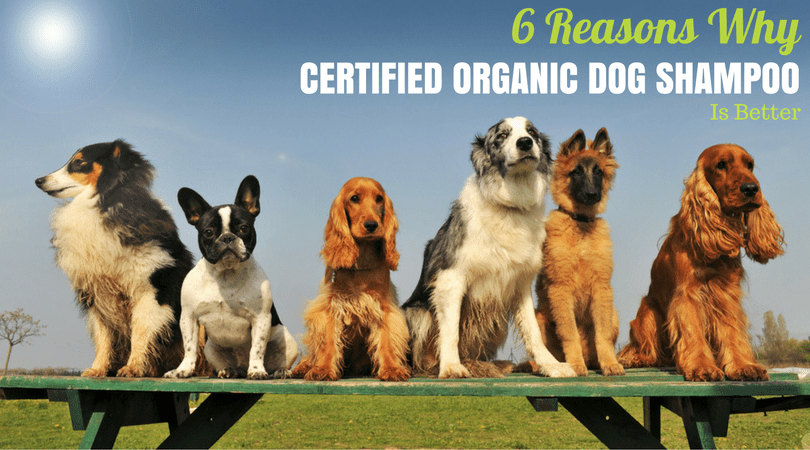 Want the Best Dog Shampoo? You Want Certified Organic Dog Shampoo