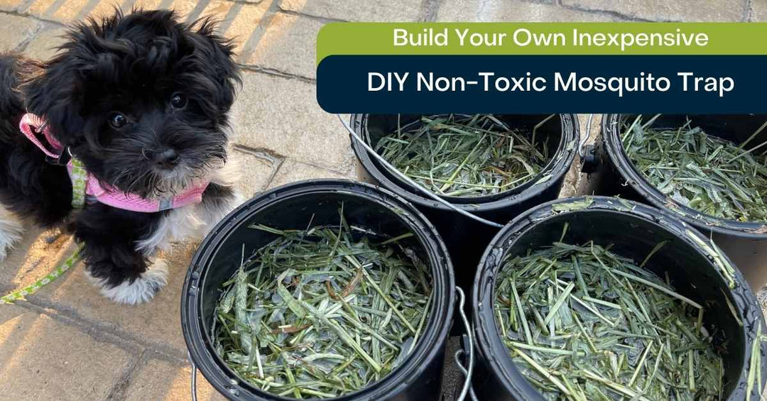 How to Make a Mosquito Trap - DIY Pest Control Solution
