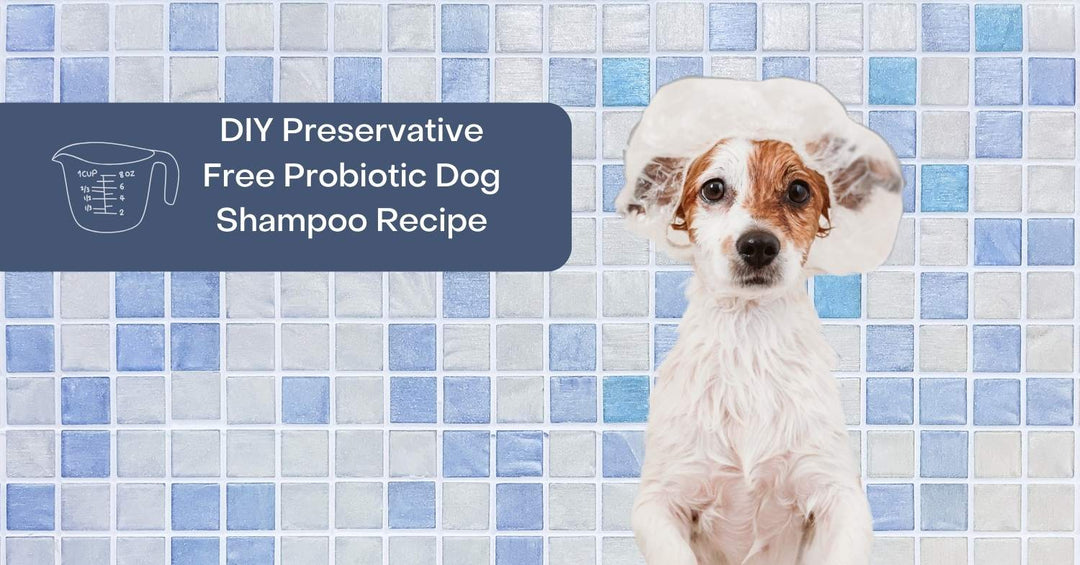 Preservative Free DIY Probiotic Dog Shampoo Recipe