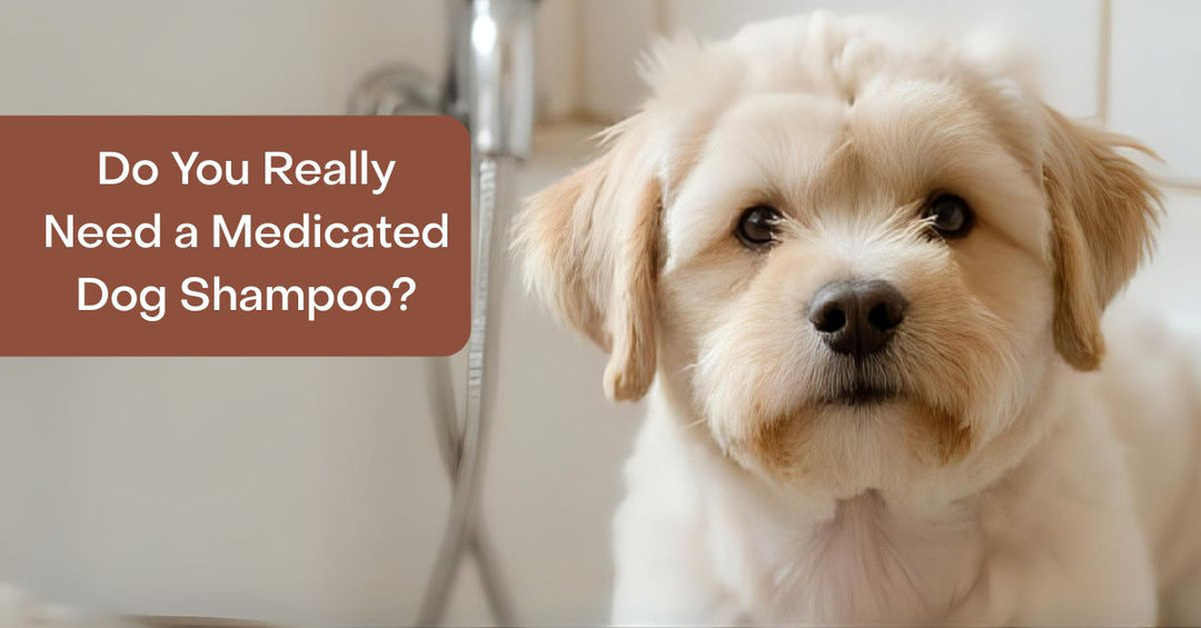 Do you really need a medicated dog shampoo?