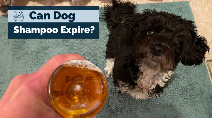 Can dog shampoo expire? Learn what to look for here