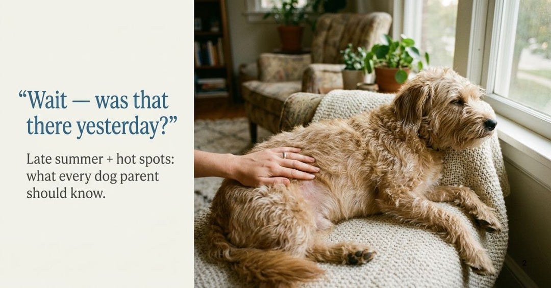 pet parent examining dog's skin for a hot spot while dog looks out window