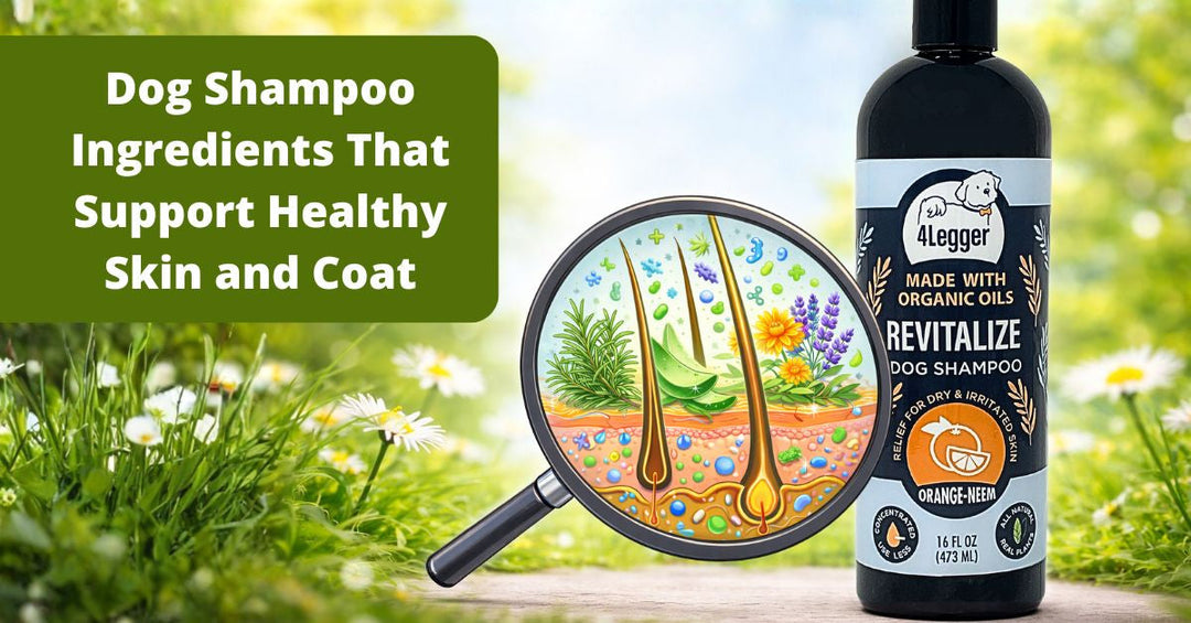 Dog Shampoo Ingredients That Support Healthy Skin and Coat