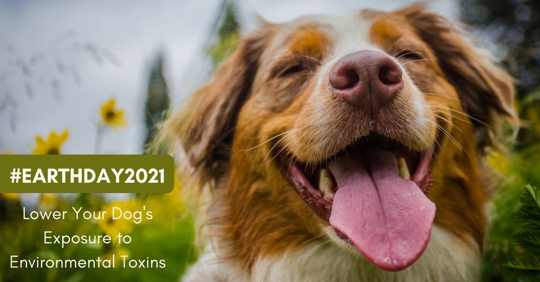 Honor Earth Day with the best organic dog shampoo