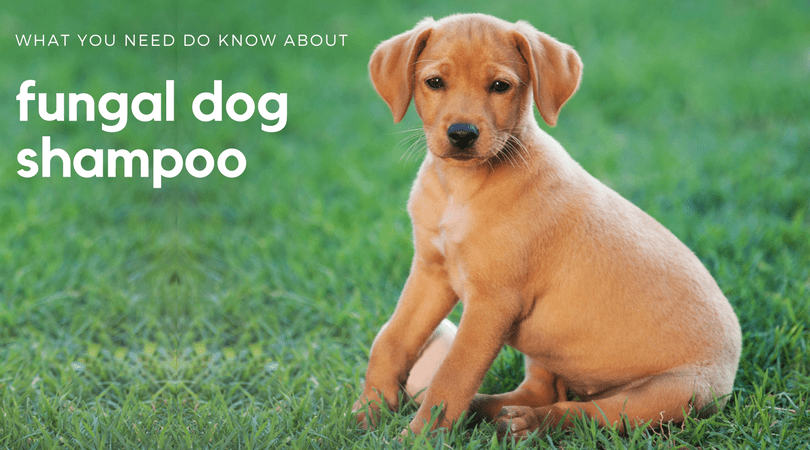 What you need to know about fungal dog shampoo