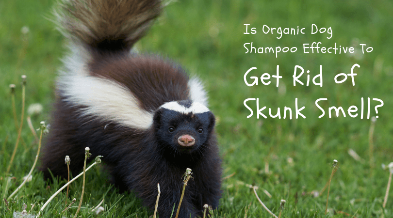 Use 4-Legger's Organic Dog Shampoo to Get Rid of Skunk Smell