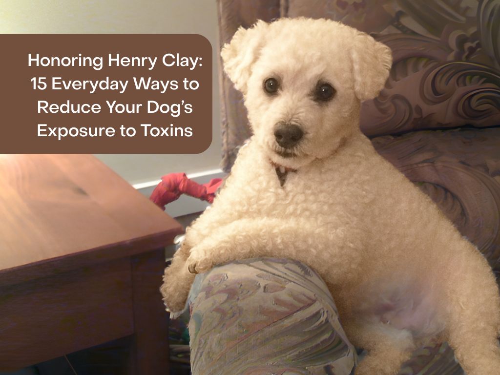 15 ways to reduce your dog's exposure to cancer causing toxins