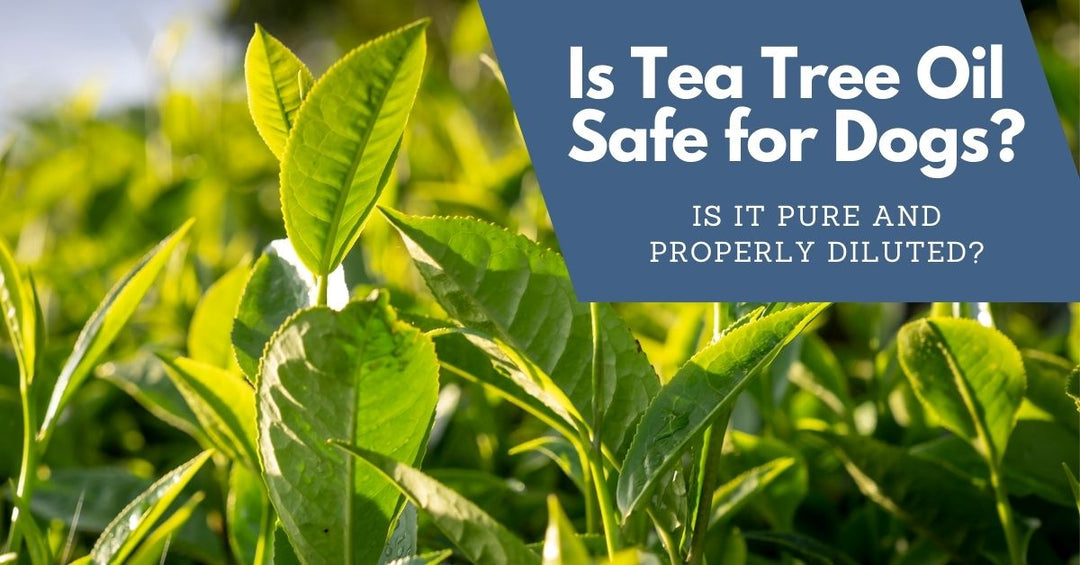 Is tea tree oil dog shampoo safe?