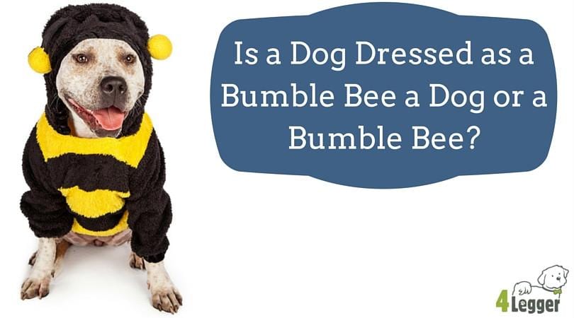Is a dog dressed as a bumble bee a dog or a bumble bee?
