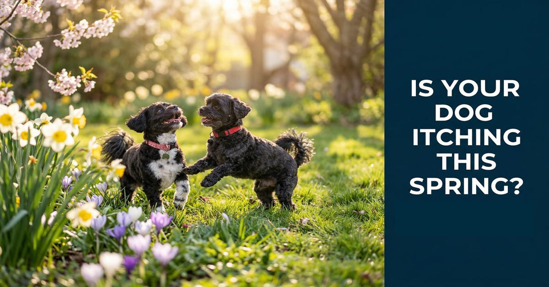 Itchy Dog Season Is Coming: Natural Relief for Spring Allergies