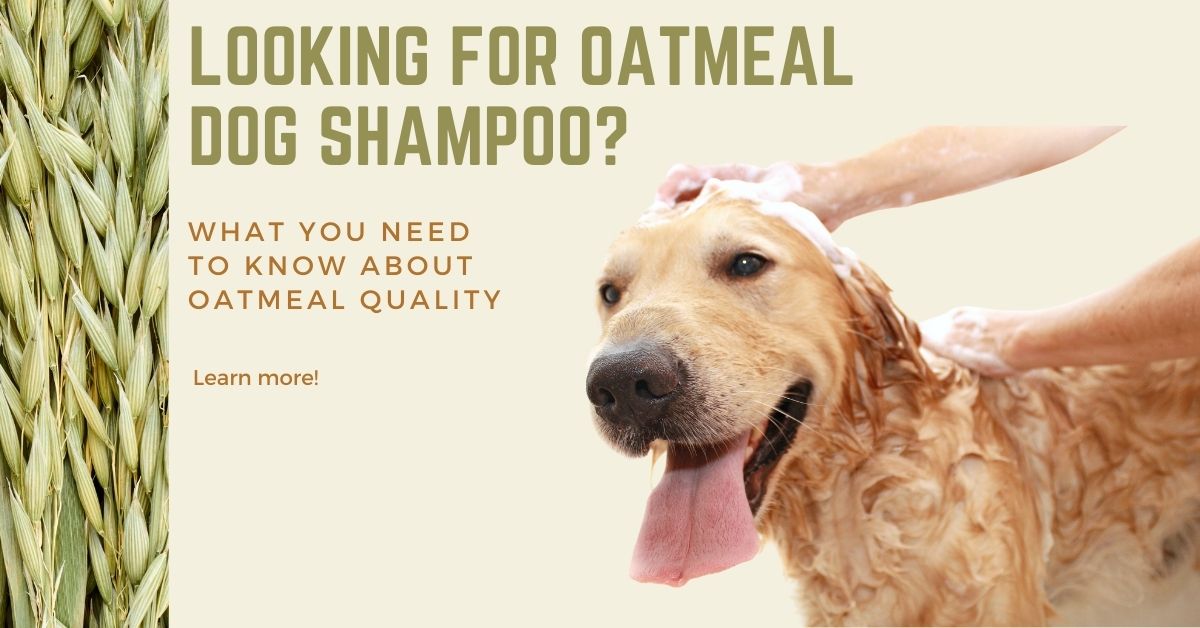 oatmeal dog shampoo | oatmeal and aloe dog shampoo